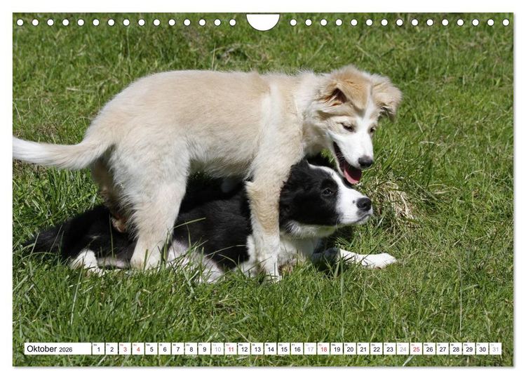 Produktbild: Border Collie Welpen (Wandkalender 2026 DIN A4 quer), CALVENDO Monatskalender
