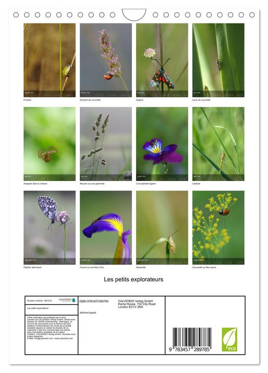 Produktbild: Les petits explorateurs (Calendrier mural 2026 DIN A4 horizontal), CALVENDO calendrier mensuel