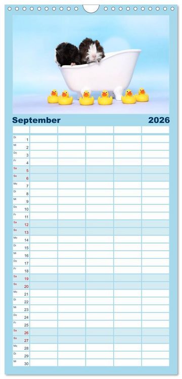 Produktbild: Familienplaner 2026 - Niedliche Meerschweinchen mit 5 Spalten (Wandkalender, 21 x 45 cm) CALVENDO