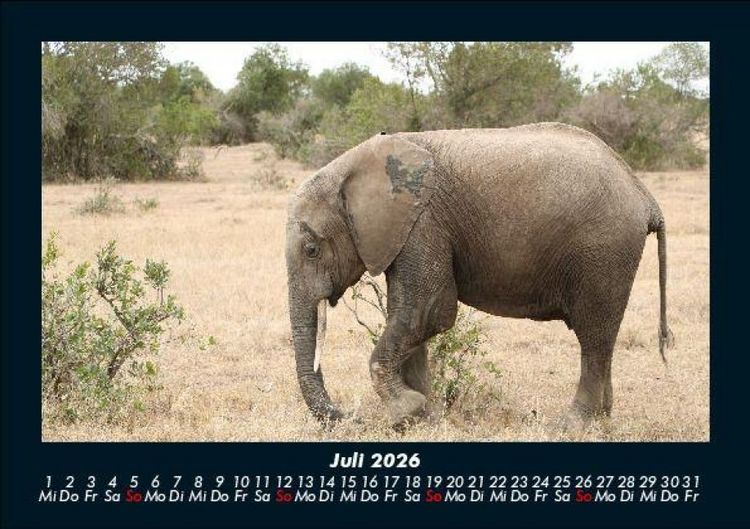 Produktbild: Der Elefantenkalender 2026 Fotokalender DIN A5