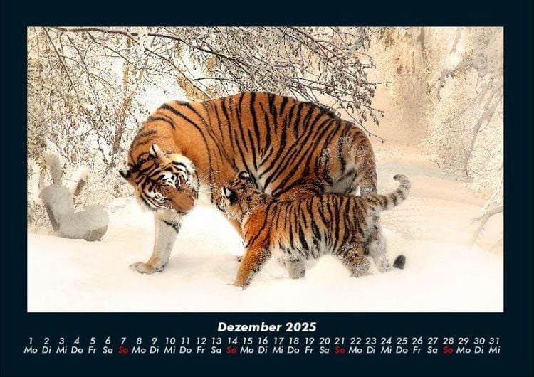 Produktbild: Tiger 2025 Fotokalender DIN A4