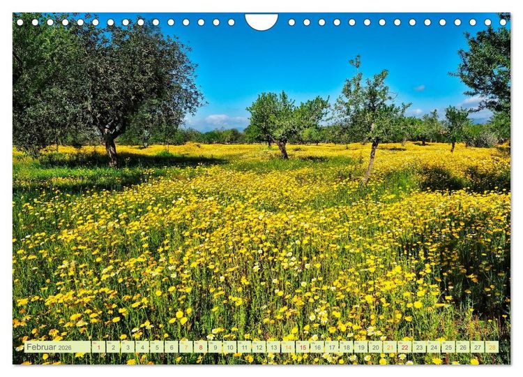 Produktbild: Blumenwiesen &ndash; ein bl&uuml;tenzauberhaftes Jahr (Wandkalender 2026 DIN A4 quer), CALVENDO Monatskalender