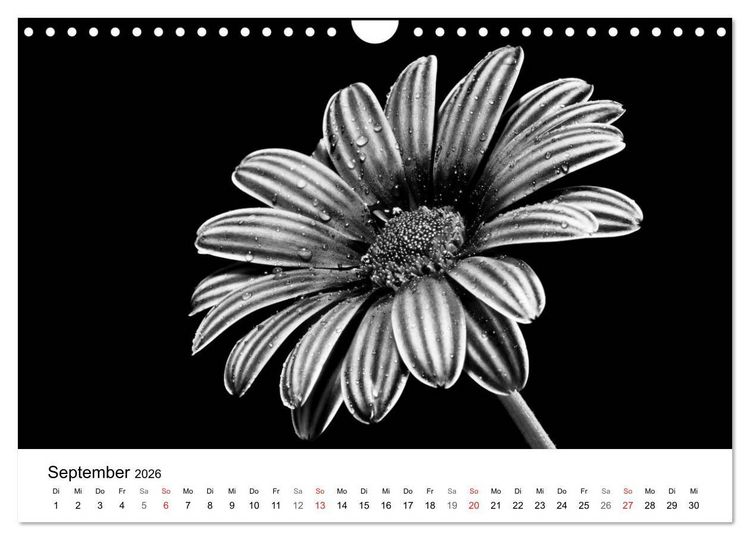 Produktbild: Blumen 2026, Schwarz-Wei&szlig; (Wandkalender 2026 DIN A4 quer), CALVENDO Monatskalender