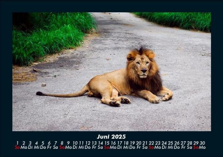 Produktbild: L&ouml;wen in der Wildnis 2025 Fotokalender DIN A5