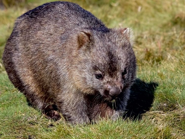 Produktbild: CALVENDO Puzzle Nacktnasenwombat (Vombatus Ursinus) 1000 Teile Puzzle quer | 1000 Teile Lege-Gr&ouml;&szlig;e 64 &times; 48 cm Foto-Puzzle f&uuml;r gl&uuml;ckliche Stunden