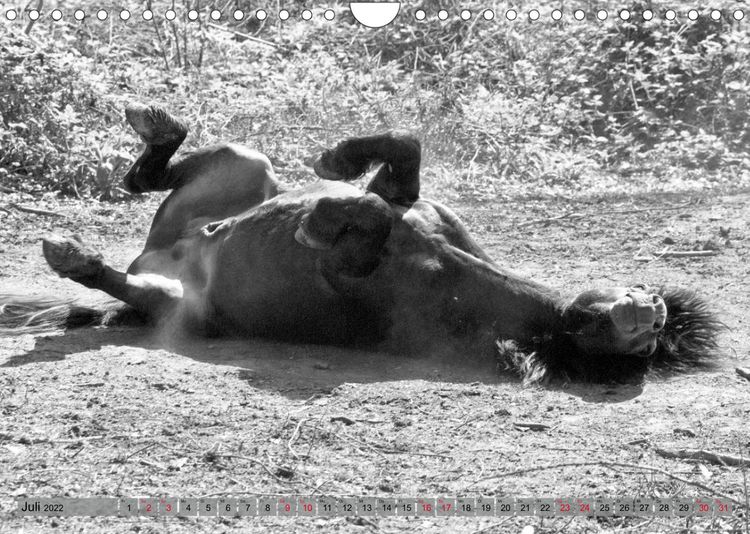 Produktbild: Die letzten Wildpferde Exmoor Ponys (Wandkalender 2022 DIN A4 quer)