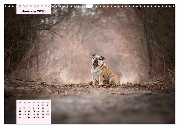 Produktbild: English Bulldog (Wall Calendar 2026 DIN A3 landscape), CALVENDO 12 Month Wall Calendar