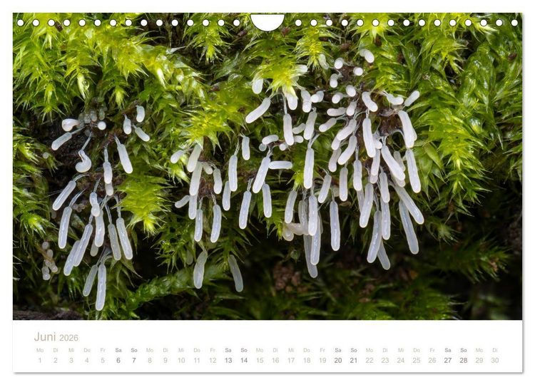 Produktbild: FASZINATION PILZE 2026 (Wandkalender 2026 DIN A4 quer), CALVENDO Monatskalender