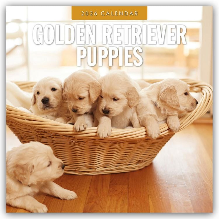 Produktbild: Golden Retriever Puppies – Golden Retriever Welpen 2026 – 16-Monatskalender