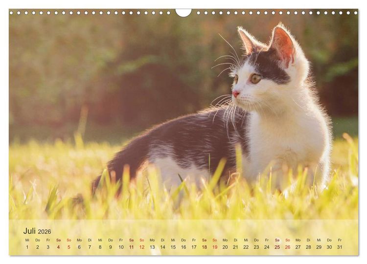 Produktbild: Katzen 2026 Bezaubernde Samtpfoten (Wandkalender 2026 DIN A3 quer), CALVENDO Monatskalender