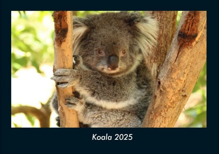 Produktbild: Koala 2025 Fotokalender DIN A4