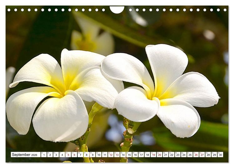 Produktbild: Rarotonga - Trauminsel im S&uuml;dpazifik. (Wandkalender 2026 DIN A4 quer), CALVENDO Monatskalender