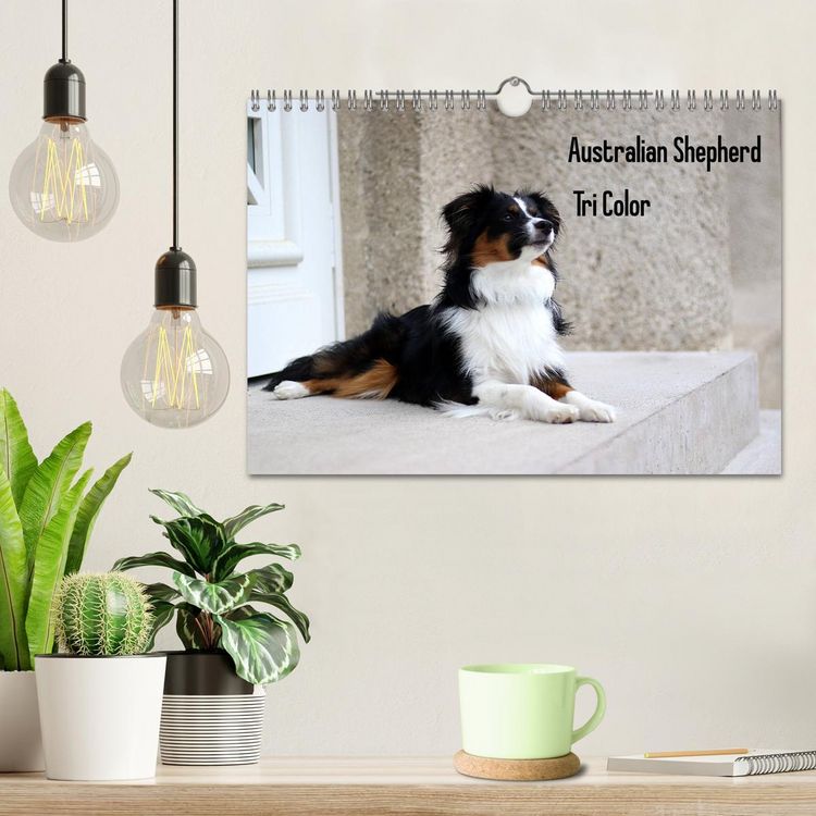 Produktbild: Australian Shepherd Tri Color (Wandkalender 2026 DIN A4 quer), CALVENDO Monatskalender