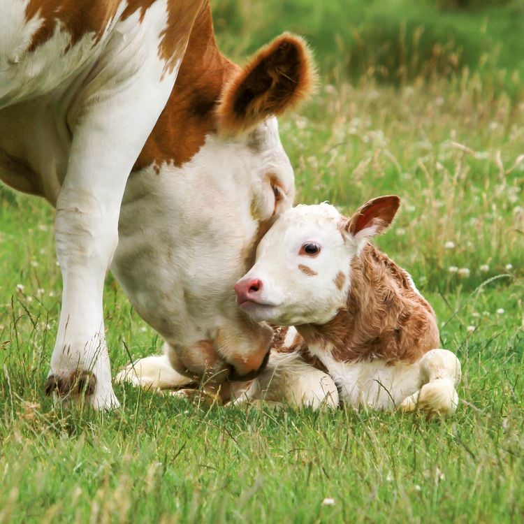 Produktbild: Tiere vom Bauernhof / Farm Animals 2027