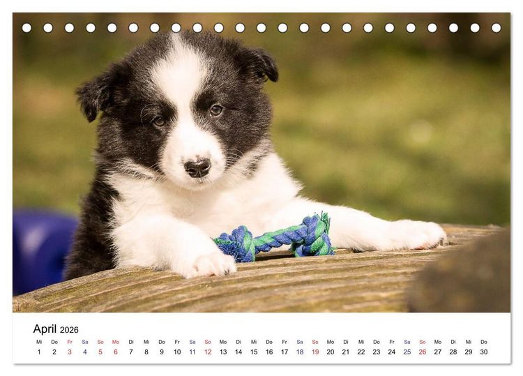 Produktbild: Pfotastische Border Collie Welpen (Tischkalender 2026 DIN A5 quer), CALVENDO Monatskalender