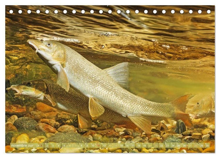 Produktbild: Poissons : d'&eacute;tangs et des rivi&egrave;res (Calendrier de bureau 2027 DIN A5 vertical), CALVENDO calendrier mensuel