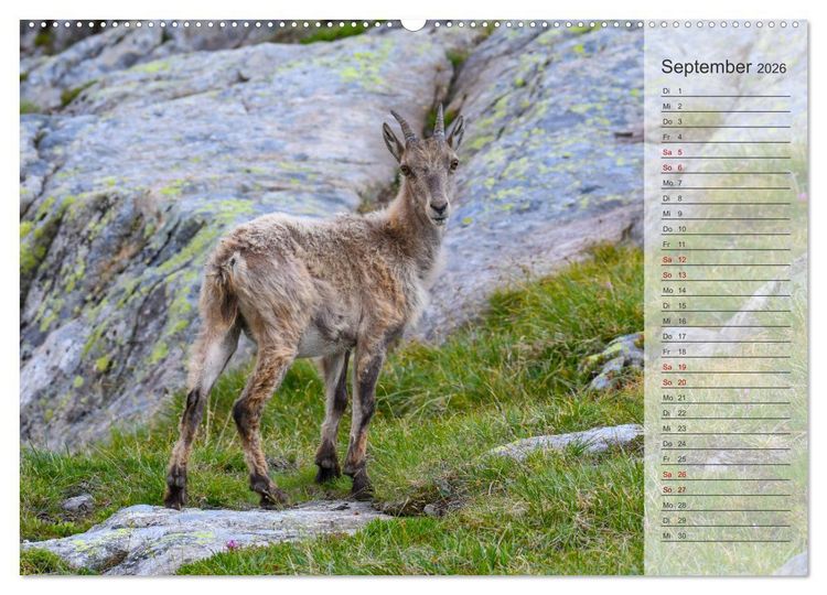 Produktbild: Bergk&ouml;nige - Steinb&ouml;cke im Blickpunkt der Naturfotografie (Wandkalender 2026 DIN A2 quer), CALVENDO Monatskalender