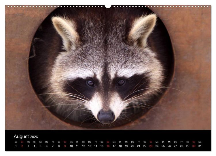 Produktbild: Waschb&auml;ren (hochwertiger Premium Wandkalender 2026 DIN A2 quer), Kunstdruck in Hochglanz