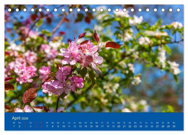 Produktbild: Gartenfl&uuml;stern (Tischkalender 2026 DIN A5 quer), CALVENDO Monatskalender