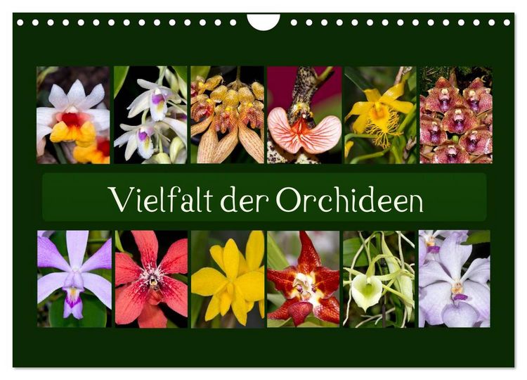 Produktbild: Vielfalt der Orchideen (Wandkalender 2026 DIN A4 quer), CALVENDO Monatskalender