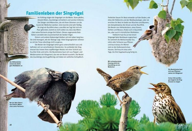 Produktbild: Entdecke die Singv&ouml;gel