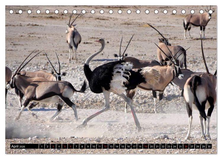 Produktbild: Wildes Leben in Afrika (Tischkalender 2026 DIN A5 quer), CALVENDO Monatskalender