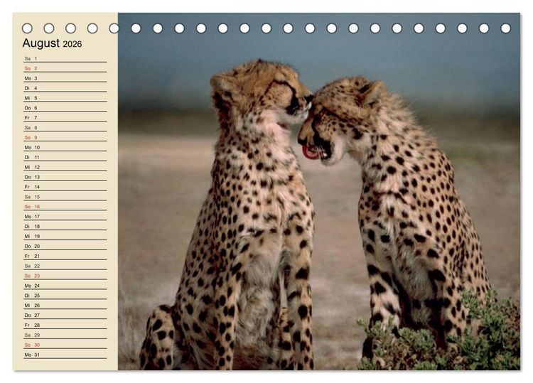 Produktbild: Die Lautlosen. Geparden und Leoparden (Tischkalender 2026 DIN A5 quer), CALVENDO Monatskalender