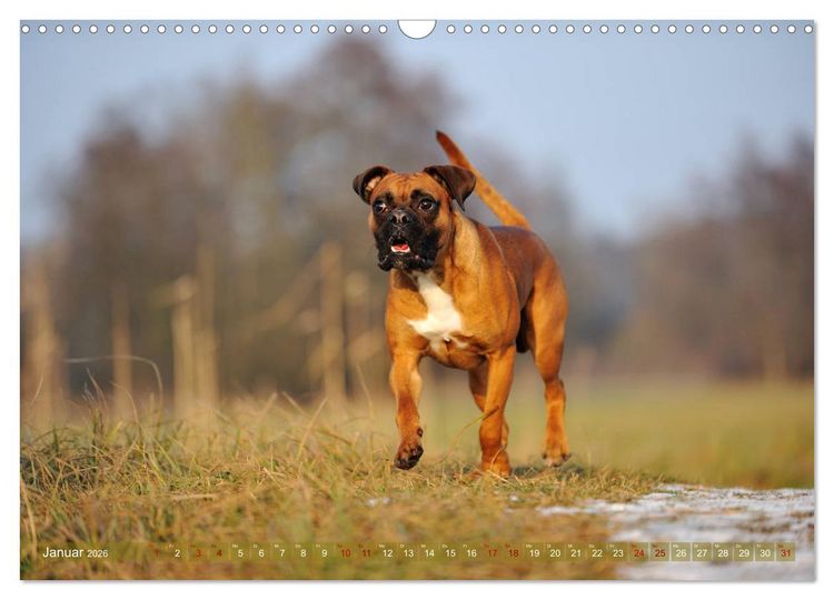 Produktbild: Gut - besser - Boxer (Wandkalender 2026 DIN A3 quer), CALVENDO Monatskalender