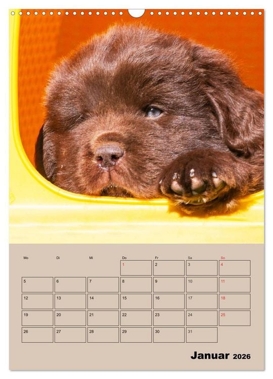 Produktbild: Familienplaner Neufundl&auml;nder Welpen (Wandkalender 2026 DIN A3 hoch), CALVENDO Monatskalender