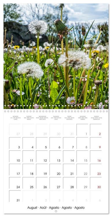 Produktbild: Harmonie Florale Des Pr&eacute;s aux Villes (Calendrier mural carr&eacute; 2026 30x30 cm) Calendrier double avec une page pour vos prises de notes