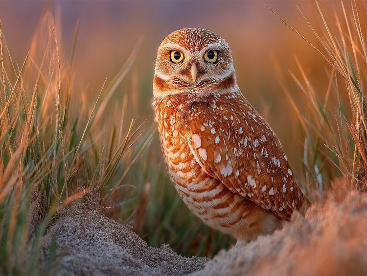 Produktbild: CALVENDO Puzzle Neugieriger H&ouml;hlenkauz im hohen Gras | 1000 Teile Lege-Gr&ouml;&szlig;e 64x48cm Foto-Puzzle f&uuml;r gl&uuml;ckliche Stunden