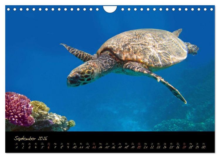 Produktbild: &Auml;gypten - Eine Entdeckungsreise (Wandkalender 2026 DIN A4 quer), CALVENDO Monatskalender
