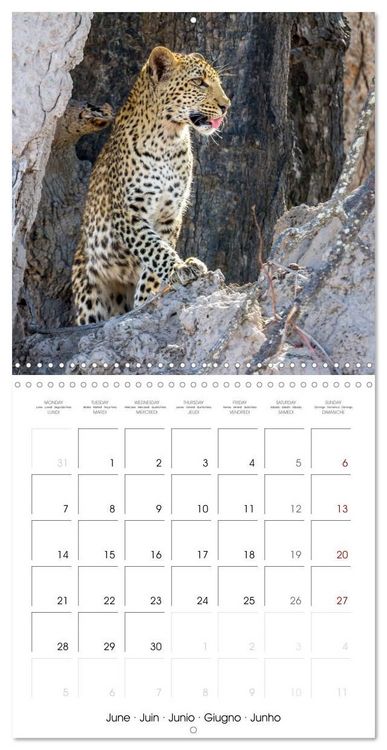 Produktbild: CATS OF AFRICA (Wall Calendar 2027 12 &times; 12 Inch) CALVENDO 12 Month Wall Calendar