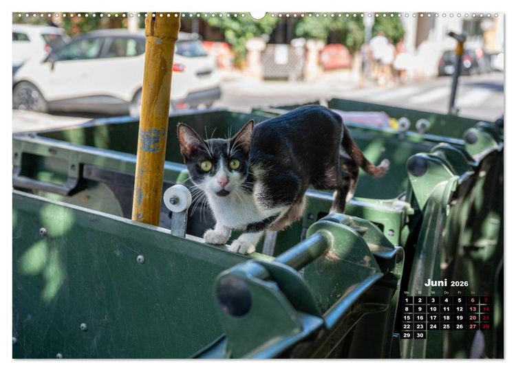 Produktbild: Katzen von Rhodos - Kleine G&ouml;tter auf vier Pfoten (hochwertiger Premium Wandkalender 2026 DIN A2 quer), Kunstdruck in Hochglanz