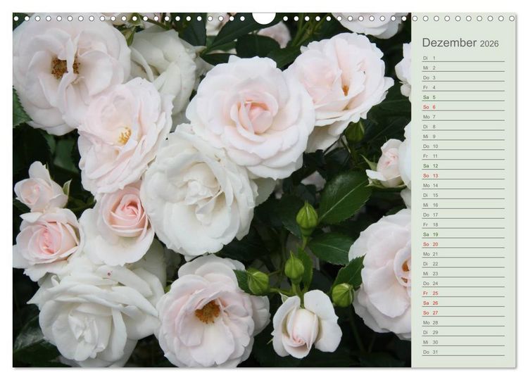 Produktbild: Rosen, Rosen ... arrangiert und am Strauch (Wandkalender 2026 DIN A3 quer), CALVENDO Monatskalender