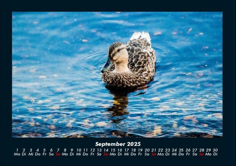 Produktbild: Seeblick 2025 Fotokalender DIN A4