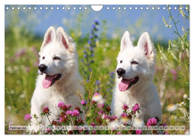 Produktbild: Beste Freunde - Bezaubernde Tierfreundschaften (Wandkalender 2026 DIN A4 quer), CALVENDO Monatskalender