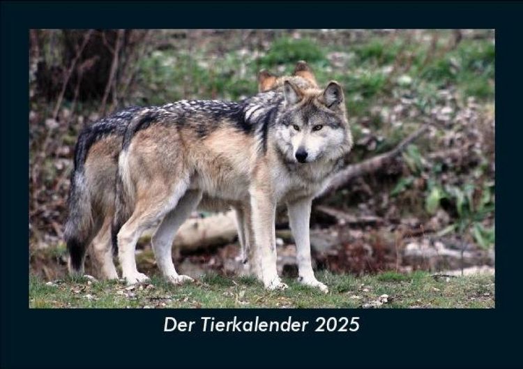 Produktbild: Der Tierkalender 2025 Fotokalender DIN A5