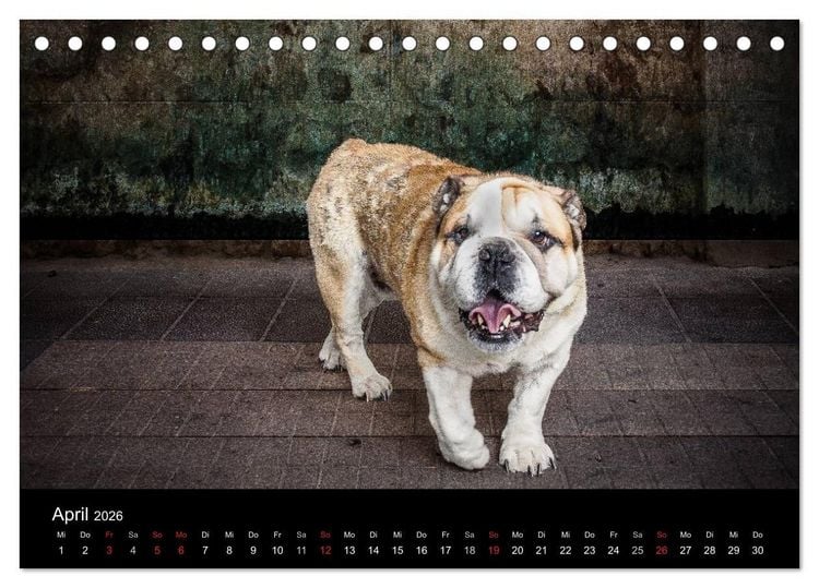 Produktbild: Urban Dogs - Hundekalender der anderen Art (Tischkalender 2026 DIN A5 quer), CALVENDO Monatskalender