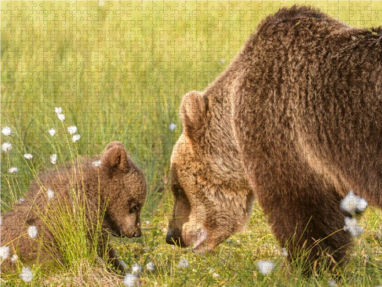 Produktbild: CALVENDO Puzzle "B&auml;rengespr&auml;ch" - Finnland 1000 Teile Lege-Gr&ouml;&szlig;e 64 x 48 cm Foto-Puzzle Bild von Christian Dorn