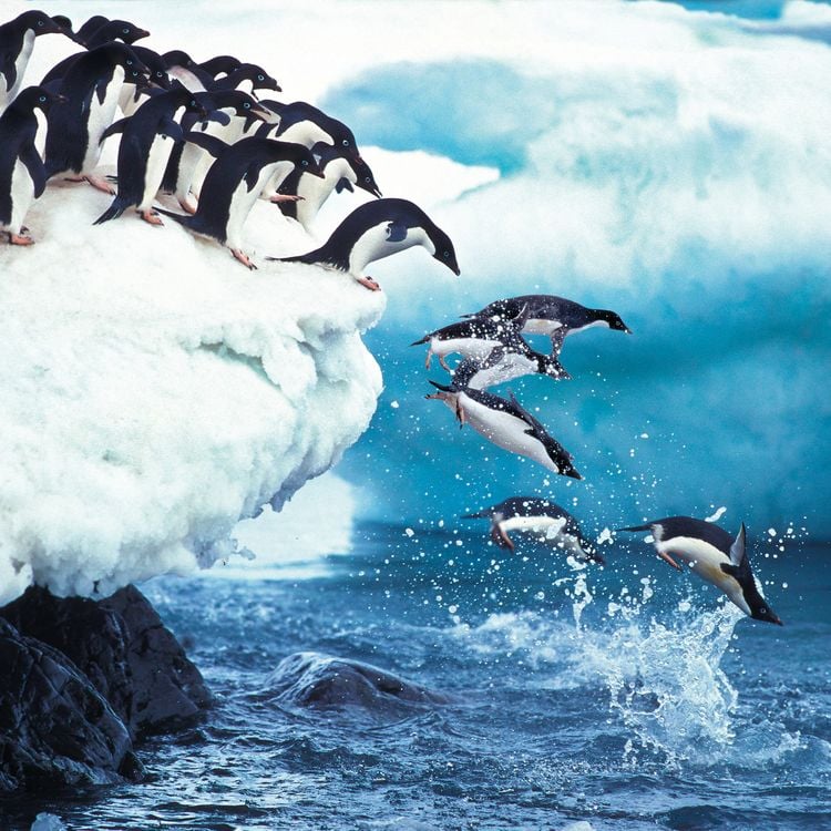 Produktbild: Penguins 2027