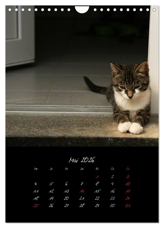 Produktbild: Katzenalltag 2026 (Wandkalender 2026 DIN A4 hoch), CALVENDO Monatskalender