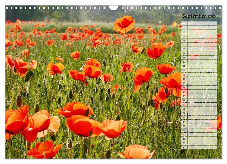Produktbild: Klatschmohn im Feld (Wandkalender 2026 DIN A3 quer), CALVENDO Monatskalender