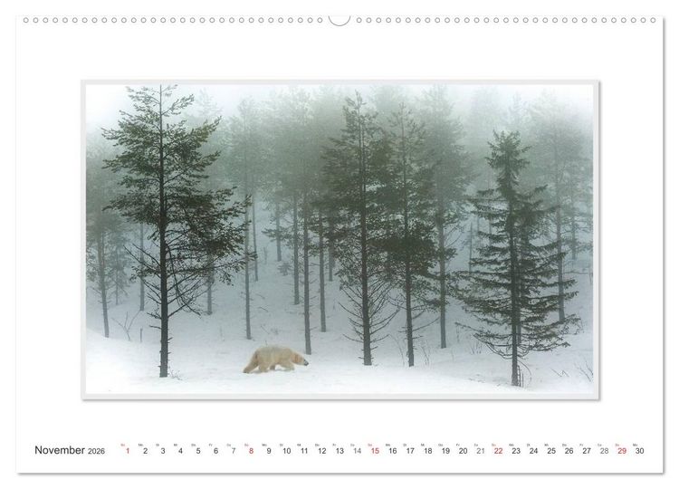 Produktbild: Emotionale Momente: Der Eisb&auml;r. (hochwertiger Premium Wandkalender 2026 DIN A2 quer), Kunstdruck in Hochglanz
