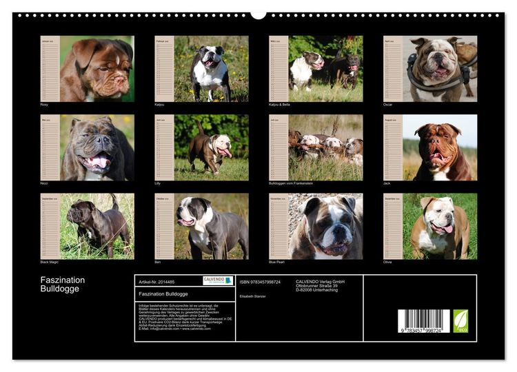 Produktbild: Faszination Bulldogge (hochwertiger Premium Wandkalender 2026 DIN A2 quer), Kunstdruck in Hochglanz