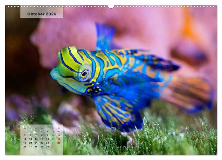 Produktbild: UNTER WASSER Riffaquaristik (Wandkalender 2026 DIN A2 quer), CALVENDO Monatskalender