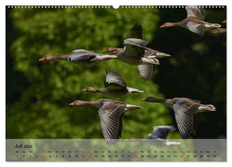 Produktbild: G&auml;nse und Enten. Schnattern, watscheln, quaken! (Wandkalender 2026 DIN A2 quer), CALVENDO Monatskalender