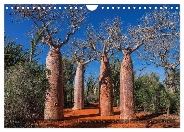 Produktbild: Zauberwald Ifaty &middot; Traumhafte Baobabs in Madagaskar (Wandkalender 2026 DIN A4 quer), CALVENDO Monatskalender