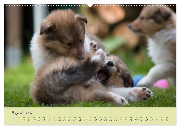 Produktbild: Collie Welpen zum Verlieben (Wandkalender 2026 DIN A2 quer), CALVENDO Monatskalender