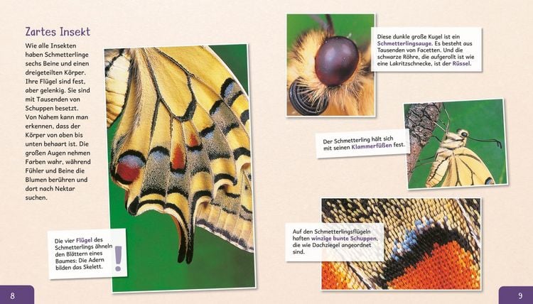 Produktbild: Meine gro&szlig;e Tierbibliothek: Der Schmetterling